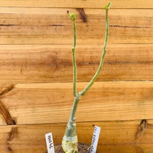 1010 46 Rosa do Deserto Céu Estrelado