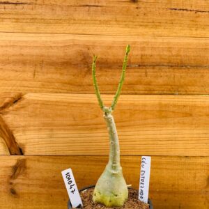 1010 47 Rosa do Deserto Céu Estrelado