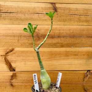 1010 57 Rosa do Deserto Céu Estrelado