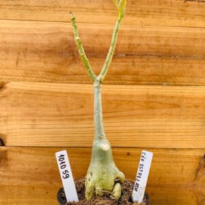 1010 59 Rosa do Deserto Céu Estrelado