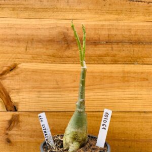 1010 61 Rosa do Deserto Céu Estrelado