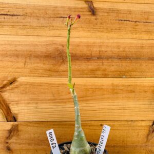 1010 62 Rosa do Deserto Céu Estrelado