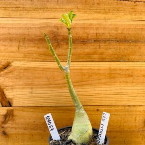 1010 67 Rosa do Deserto Ceu Estrelado