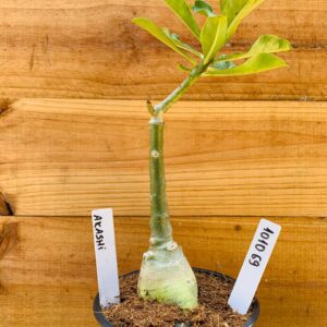 1010 69 Rosa do Deserto Akachi