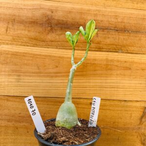 1010 70 Rosa do Deserto Céu Estrelado