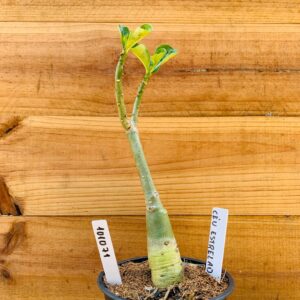 1010 71 Rosa do Deserto Céu Estrelado