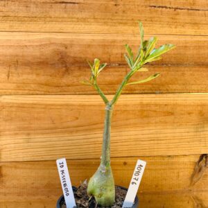 1010 76 Rosa do Deserto ID Misterioso