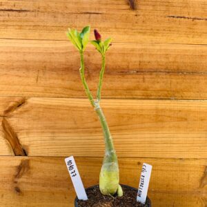 1010 77 Rosa do Deserto Céu Estrelado