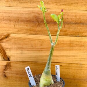 1010 78 Rosa do Deserto Céu Estrelado