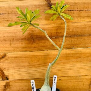 1010 82 Rosa do Deserto ID Misterioso