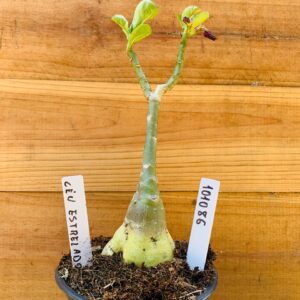 1010 86 Rosa do Deserto Céu Estrelado