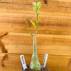 1010 87 Rosa do Deserto Céu Estrelado