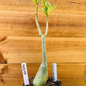 1010 88 Rosa do Deserto Céu Estrelado