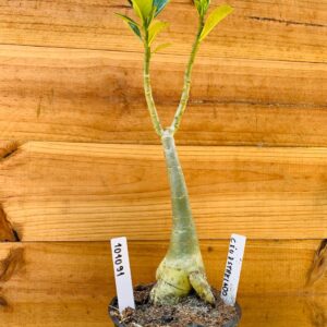 1010 91 Rosa do Deserto Céu Estrelado