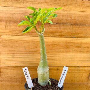 1010 93 Rosa do Deserto ID Misterioso