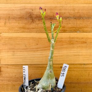 1010 95 Rosa do Deserto Céu Estrelado