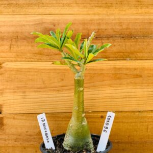 1010 96 Rosa do Deserto Céu Estrelado