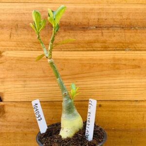 1010 97 Rosa do Deserto Céu Estrelado