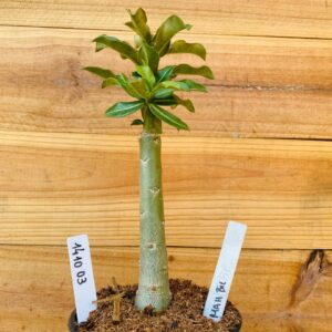 1410 03 Rosa do Deserto Mah Biee