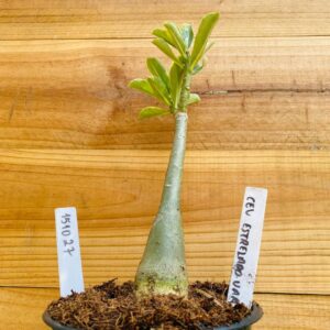 1510 27 Rosa do Deserto Céu Estrelado Variegata