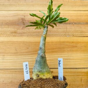 1510 37 Rosa do Deserto Dubai