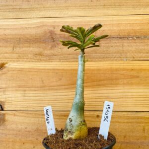 1510 56 Rosa do Deserto Mustang