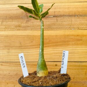 1510 57 Rosa do Deserto Chocolate 2