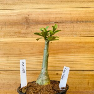 1510 68 Rosa do Deserto Van Helsing