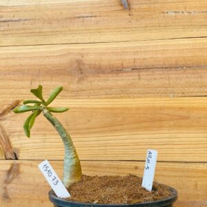 1510 73 Rosa do Deserto Arm 5