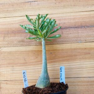 1610 12 Rosa do Deserto Grape Essence