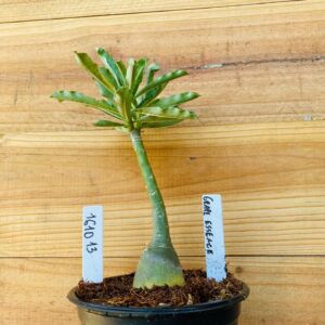 1610 13 Rosa do Deserto Grape Essence