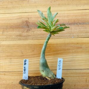 1610 19 Rosa do Deserto Triple Wish 3