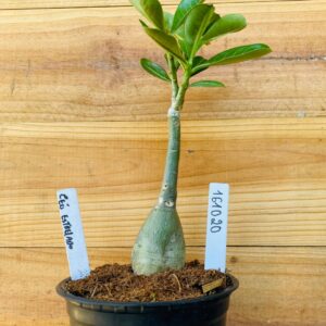 1610 20 Rosa do Deserto Céu Estrelado