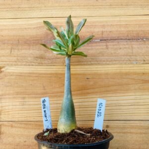 1610 22 Rosa do Deserto Triple Wish