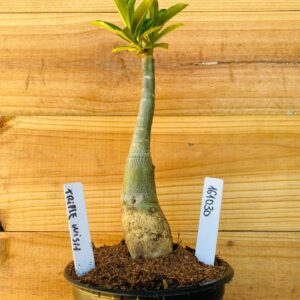 1610 30 Rosa do Deserto Triple Wish