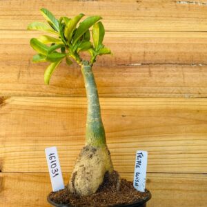 1610 31 Rosa do Deserto Triple Wish