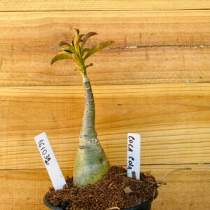 1610 32 Rosa do Deserto Coca Cola