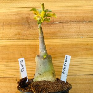 1610 33 Rosa do Deserto Viuva Negra Dobrada