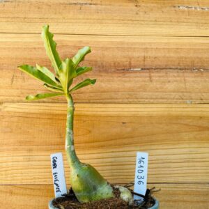 1610 36 Rosa do Deserto Grape Essence