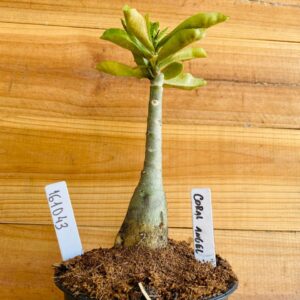 1610 43 Rosa do Deserto Coral Angel