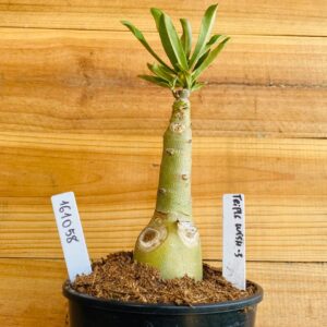 1610 58 Rosa do Deserto Triple Wish 3