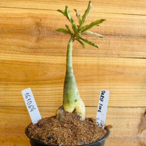 1610 64 Rosa do Deserto Daesy Love