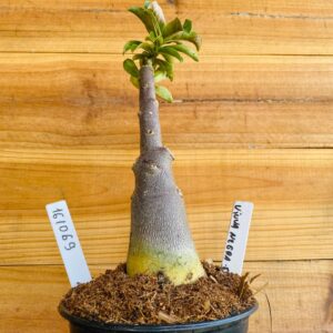 1610 69 Rosa do Deserto Viuva Negra