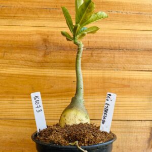 1610 73 Rosa do Deserto Céu Estrelado