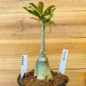 1610 80 Rosa do Deserto Akachi