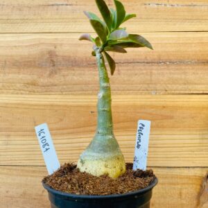 1610 81 Rosa do Deserto Crepusculo