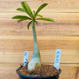 1610 83 Rosa do Deserto RS