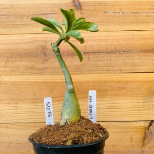 1610 86 Rosa do Deserto Mei Xiang 2