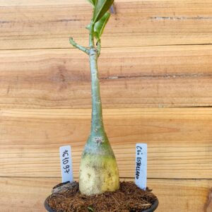 1610 97 Rosa do Deserto Céu Estrelado