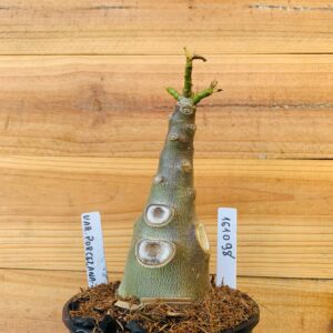 1610 98 Rosa do Deserto Variegata Porcelana